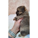 Pomerania con Pedigree - Foto n. 3