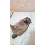 Pomerania con Pedigree - Foto n. 4