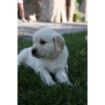 Cuccioli di Golden Retriever, Ottimi Soggetti - Foto n. 7