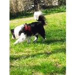 🐶 Border Collie maschio di 6 anni e 10 mesi in accoppiamento a Pisa (PI) e in tutta Italia da privato