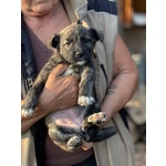 Emma Dolce Cucciola Taglia Medio Piccola in Adozione - Foto n. 2