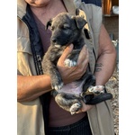 Emma Dolce Cucciola Taglia Medio Piccola in Adozione - Foto n. 3