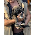 Emma Dolce Cucciola Taglia Medio Piccola in Adozione - Foto n. 4