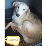 🐶 Altra Razza femmina in adozione a Milano (MI) e in tutta Italia da privato