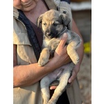 Pepito Dolce Cucciolo 60 Giorni Cerca Casa - Foto n. 2
