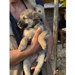 Pepito Dolce Cucciolo 60 Giorni Cerca Casa - Foto n. 3