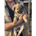 Pepito Dolce Cucciolo 60 Giorni Cerca Casa - Foto n. 4