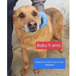 🐶 Altra Razza maschio in adozione a Milano (MI) e in tutta Italia da privato