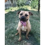 🐶 Altra Razza maschio in adozione a Milano (MI) e in tutta Italia da privato