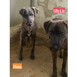 🐶 Altra Razza in adozione a Milano (MI) e in tutta Italia da privato