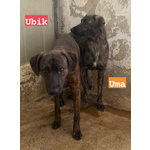 Uma e ubik Mamma e Figlio Tigratini Timorosi - Foto n. 2