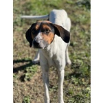 🐶 Altra Razza maschio in adozione a Milano (MI) e in tutta Italia da privato