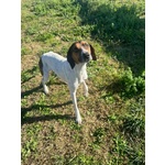 Twist Accalappiato!vagava in Cerca di Cibo - Foto n. 2