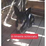 🐶 Altra Razza femmina in adozione a Milano (MI) e in tutta Italia da privato