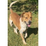 🐶 Altra Razza maschio in adozione a Milano (MI) e in tutta Italia da privato