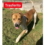Casper Giovane, Bravo,equilibrato - Trasferito! - Foto n. 4