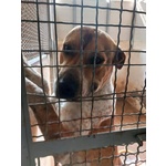 Casper Giovane, Bravo,equilibrato - Trasferito! - Foto n. 6