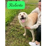 🐶 Altra Razza maschio in adozione a Milano (MI) e in tutta Italia da privato