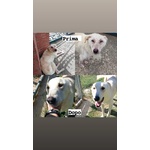 Roberto Socievole Allegro! tg Media - Foto n. 6