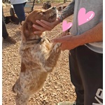 Birba Dolce Cagnolina Breton 4 anni Cerca casa - in Adozione - Foto n. 2