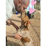 Birba Dolce Cagnolina Breton 4 anni Cerca casa - in Adozione - Foto n. 4