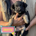 🐶 Altra Razza maschio di 2 mesi in adozione a Latina (LT) e in tutta Italia da associazione animali