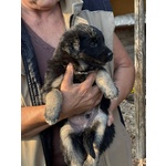 Jerry Dolce Cucciolo Taglia Medio Piccola Cerca casa - in Adozione - Foto n. 2