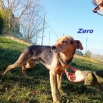 🐶 Altra Razza maschio in adozione a Milano (MI) e in tutta Italia da privato