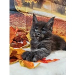 🐱 Maine Coon maschio di 2 mesi in vendita a Bologna (BO) e in tutta Italia da privato