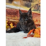 Maine coon top Wild - Foto n. 2