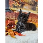 Maine coon top Wild - Foto n. 3