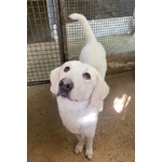 🐶 Altra Razza maschio in adozione a Milano (MI) e in tutta Italia da privato