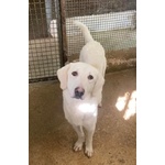 Lerry Determinato tg Mediogrande - Foto n. 2