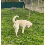 Lerry Determinato tg Mediogrande - Foto n. 5