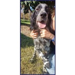 Zanzibar Giovane Setter! - Foto n. 2