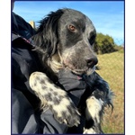 Zanzibar Giovane Setter! - Foto n. 3