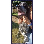 Zanzibar Giovane Setter! - Foto n. 4