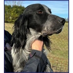 Zanzibar Giovane Setter! - Foto n. 5