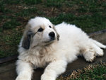 Cuccioli di cani da Montagna dei Pirenei - Foto n. 1