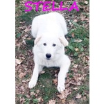 Nina e Stella 1anno Dolcissime - Foto n. 4