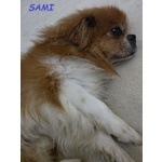 Sami 9anni Buono con Tutti! Urgente - Foto n. 2