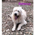 🐶 Altra Razza femmina in adozione a Milano (MI) e in tutta Italia da privato