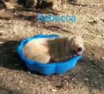 Rebecca 9anni Rimasta sola - Dolcissima! - Foto n. 2