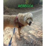 Rebecca 9anni Rimasta sola - Dolcissima! - Foto n. 4