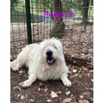 Rebecca 9anni Rimasta sola - Dolcissima! - Foto n. 5