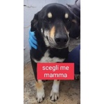 🐶 Altra Razza maschio in adozione a Milano (MI) e in tutta Italia da privato