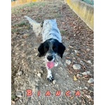 🐶 Setter femmina in adozione a Milano (MI) e in tutta Italia da privato