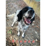 Bianca 1 anno Dolce Coccolona - Foto n. 2