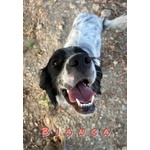 Bianca 1 anno Dolce Coccolona - Foto n. 4