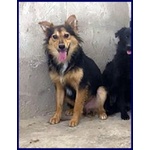 Danubio Lupacchiotto Timidone - Foto n. 2